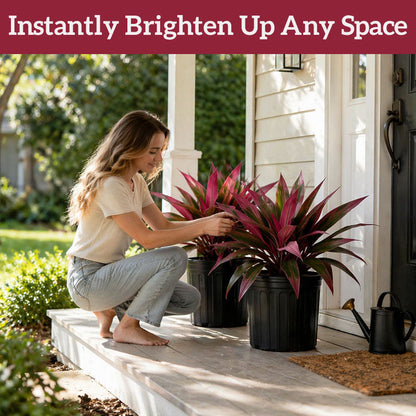 💖Last Day!! Buy 1 Get 1 FREE🏡🌿Artificial Red Cordyline Ti Plant – No-Fuss Year-Round Vibrant Foliage!