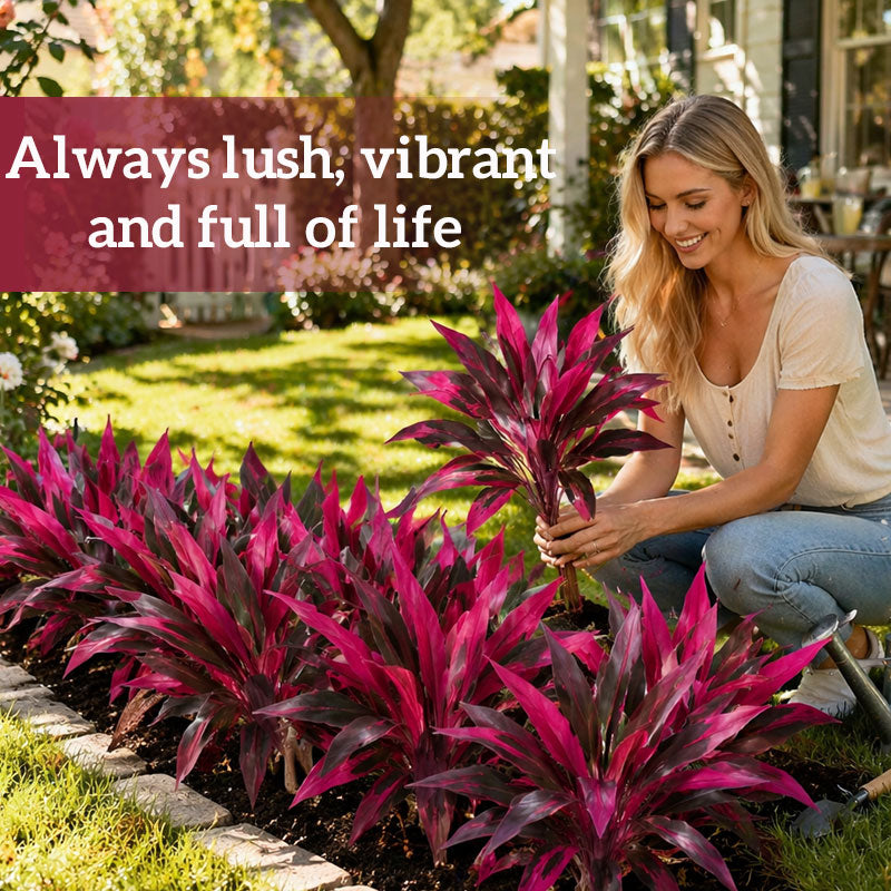 💖Last Day!! Buy 1 Get 1 FREE🏡🌿Artificial Red Cordyline Ti Plant – No-Fuss Year-Round Vibrant Foliage!